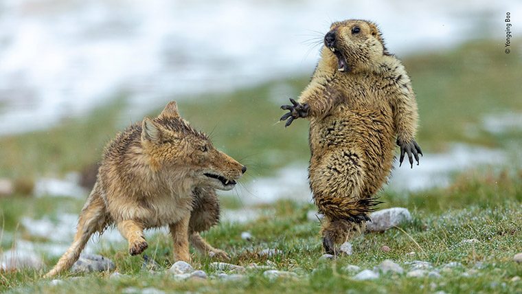 National Geographic: кадры, вызывающие восторг!